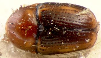 Media type: image; Entomology 9267   Aspect: habitus dorsal view